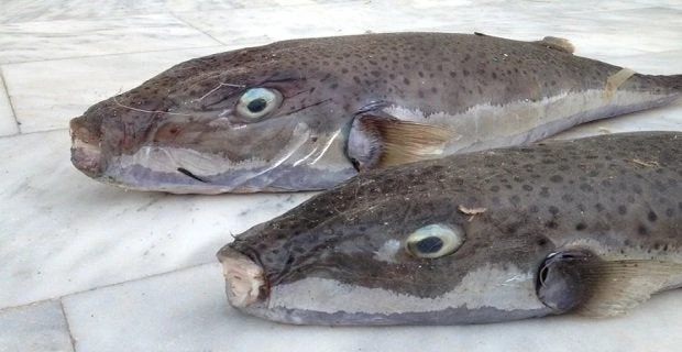 Συναγερμός για τοξικά ψάρια στο Αιγαίο -Τι να προσέχετε (εικόνες)